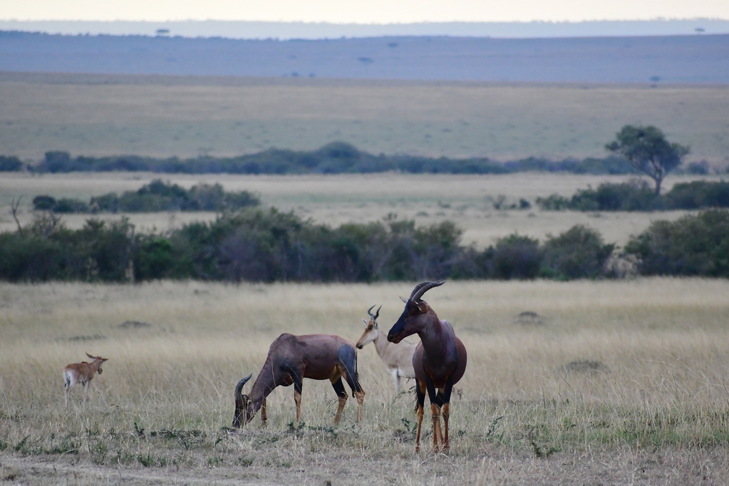 Masai Mara Nat. Reserve